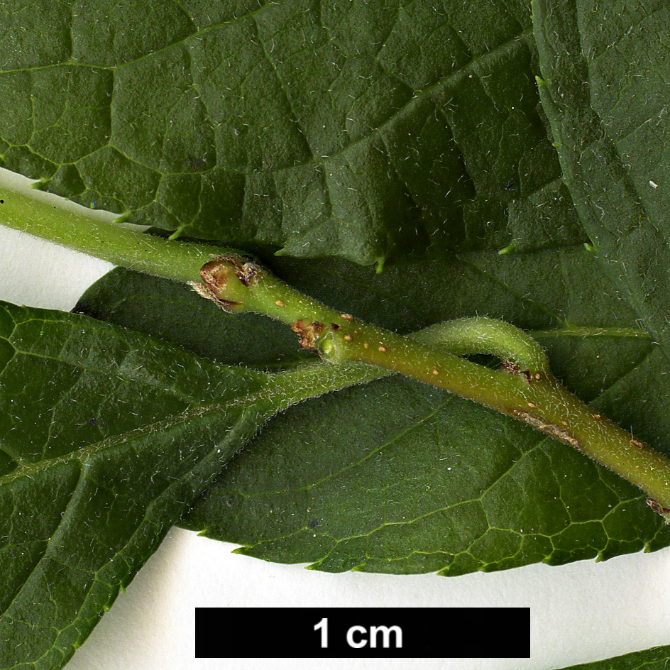 High resolution image: Family: Aquifoliaceae - Genus: Ilex - Taxon: montana